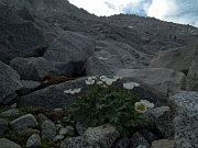 43 Ranuncolo alpestre (Ranunculus alpestris)